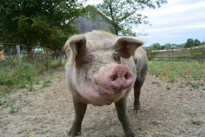 Glückliches Schwein in Glonn (Foto: Privat)